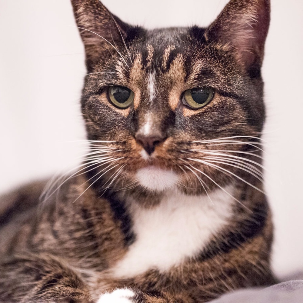 Meet your Posher, Evie